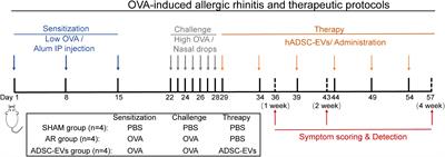 Extracellular vesicles from adipose stem cells ameliorate allergic rhinitis in mice by immunomodulatory